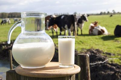 女人吃什么對乳房好？這6種食物可常吃，乳制品排第一